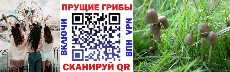 Галлюциногенные грибы GOLDEN TEACHER Белая Калитва
